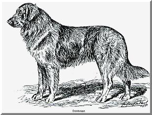 Essig leonberger